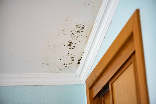 Best Kitchen Mold Remediation in Three Way, TN