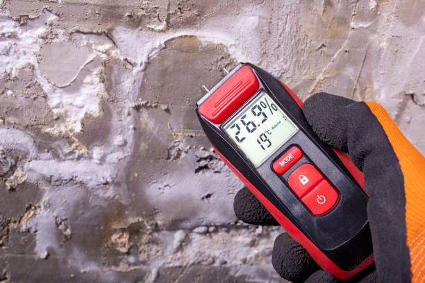 Best Black Mold Remediation in Three Way, TN