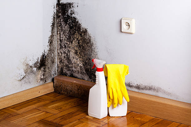 Best Mold Remediation for Schools in Three Way, TN