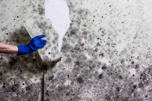 Best Kitchen Mold Remediation in Three Way, TN